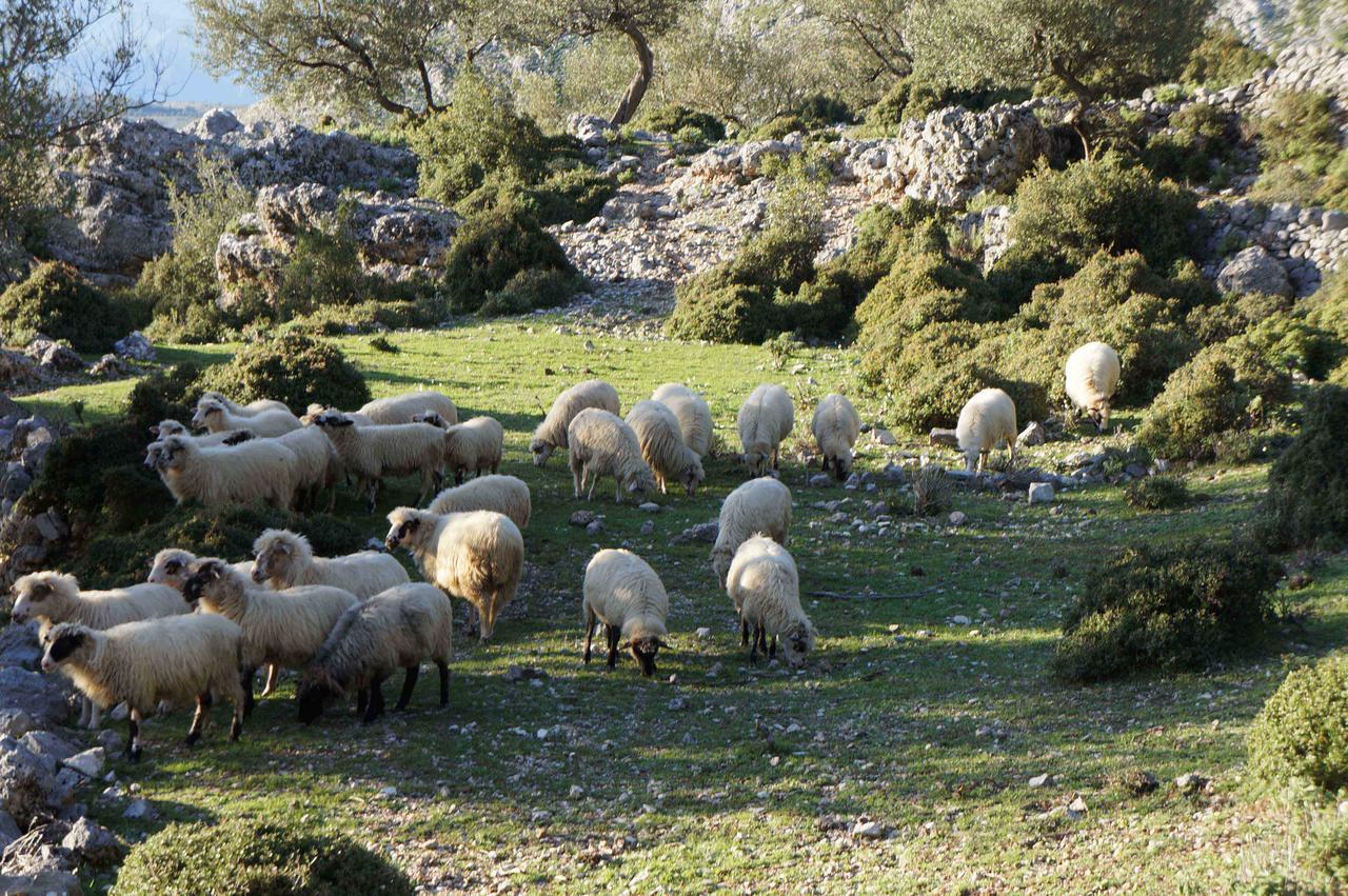 Les Villas De Qeparo Esterno foto